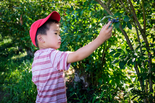 Asian kid picking blueberries at the farm