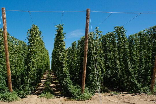 hop vines ready for harvest