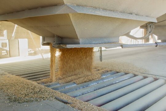 wheat grain spills into grain elevator hopper