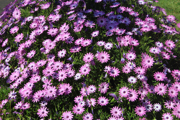 Fototapeta premium Field of pink and white flowers of a Shrubby daisybush