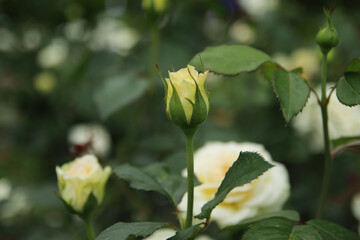 Fototapeta na wymiar A yellow garden roses that haven't bloomed yet.