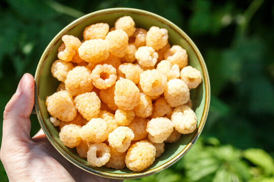 Golden raspberry bush in summer
