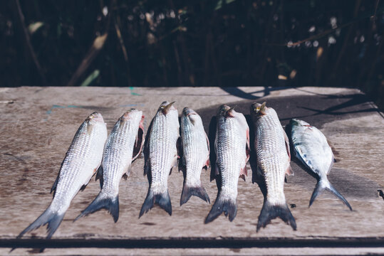 Fish