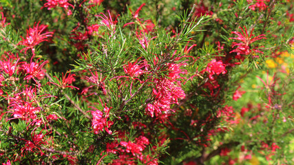 A Rosemary grevillea bush with small red flowers growing in a garden. Grevillea rosmarinifolia