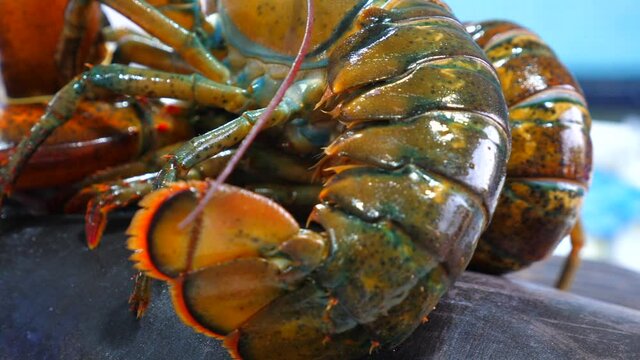 ASTICE VIVO IN PESCHERIA