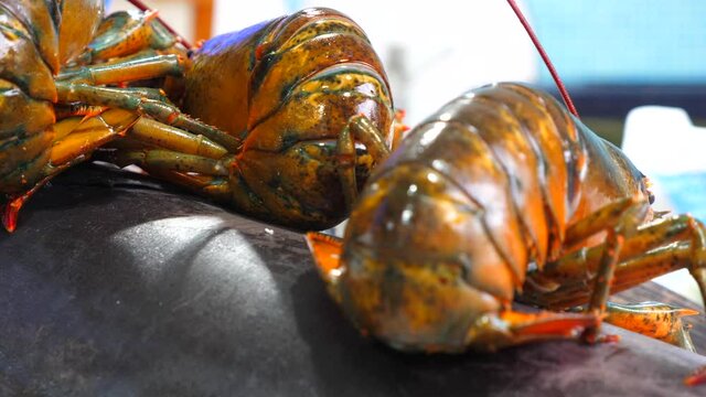ASTICE VIVO IN PESCHERIA