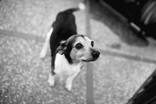 In black and white: Portrait of a small dog