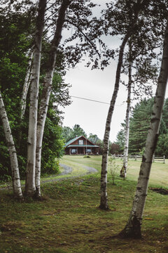 Birch Forest in Rural Vermont, USA