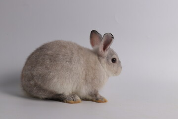 Cute action of Grey Bunny Rabbit , White Background