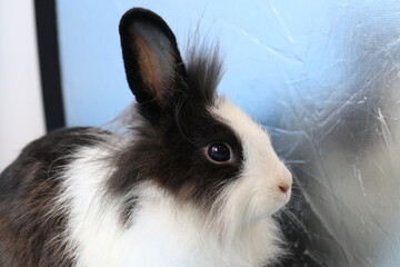 Obraz premium Cute Side Profile of Black and White Bunny Rabbit