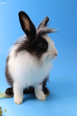 Black and White Bunny Rabbit on Blue background