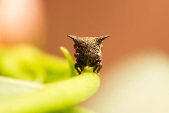 Macro of Strange treehopper on green leaf with blurred of brown background. Close up of Planthopper on branch in the garden.