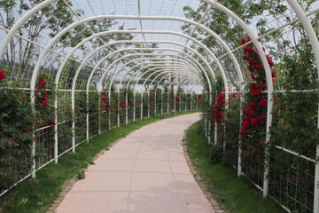 A tunnel of red rose flowers and dung beetles.