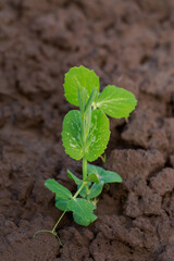 Young sprouts of peas