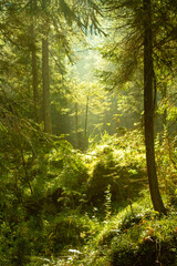 Fototapeta premium Wald mit Lichtspielen zwischen den Bäumen durch die Sonne
