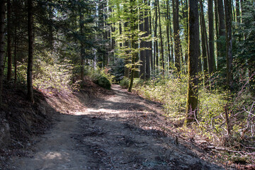 Obraz premium Forest