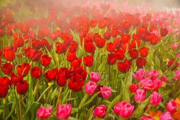 Tulips with water droplets in the flower garden, Colorful tulips on a foggy day bring freshness, tulips blooming of spring in the garden, colorful tulips in garden, Chiang Mai, Thailand.