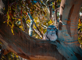 Tawny Frogmouth In Fork