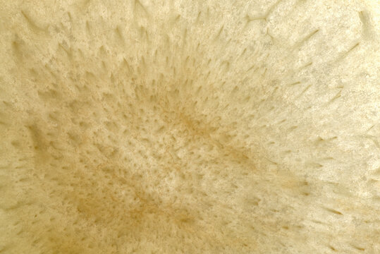 Closeup of black plum patterns and textures in the flesh of the fruit (Prunus nigra)