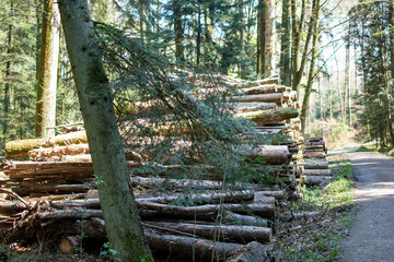Fototapeta premium Forest