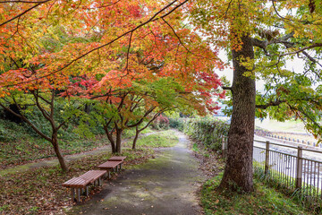 もみじが色づく秋の竜田公園