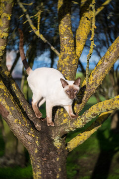 Siamese cat climbing a tree