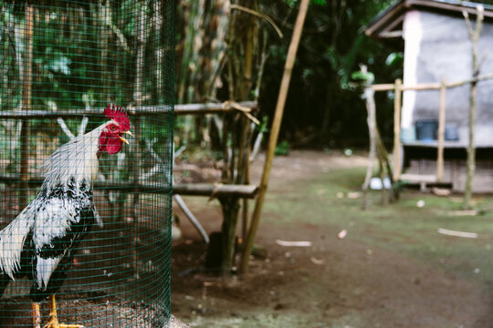 A crowing cockerel in a basket on a Balinese homestead.