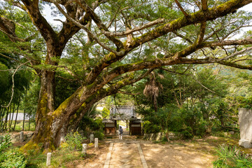 Approach to Daishu-ji temple in Sanda city, Hyogo, Japan.  Translation: Chinese characters on tiles mean the name of the temple