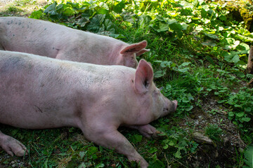 Schlafende Schweine Bauernhof 