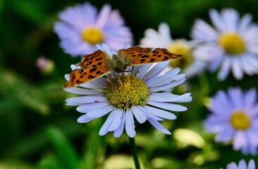 butterfly on daisy