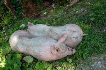 Schlafende Schweine Bauernhof 