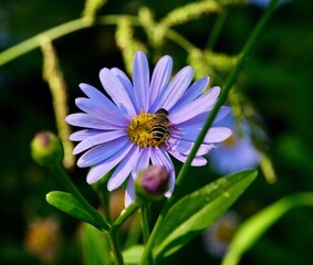 Fototapeta premium bee on a flower
