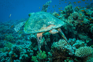 Naklejka na ściany i meble Hawksbill sea turtle swims in the clear blue ocean