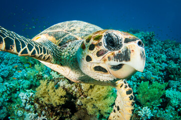 Hawksbill sea turtle swims in the clear blue ocean