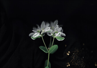 Beautiful white flower scanned