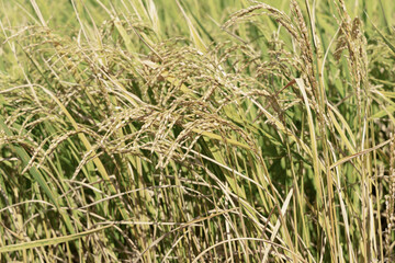 稲穂