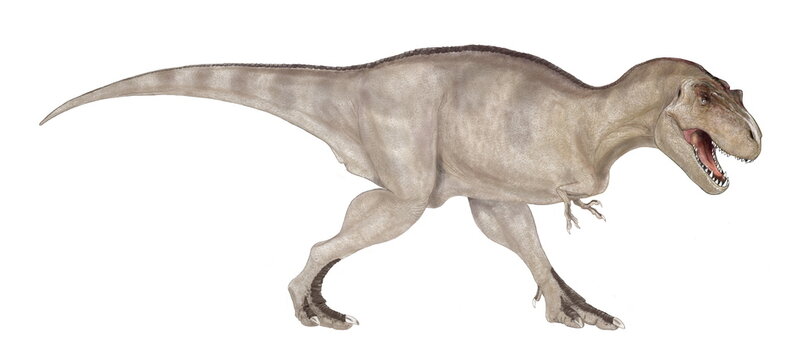 ティラノサウルス　白亜紀後期の恐竜時代の終焉を飾る大型の肉食恐竜であり、様々な化石が発見されている。雌雄の大きさの違いや、家族単位での群れの形成等、生態への探求が今も続いている。上下の顎は重く鼻先は細長い。頭部を真正面から見るとフクロウのような視野の広がりをもつ。巨大な上顎が視野を妨げるような構造ではなく、獲物との距離感が正確につかめるような構造である。