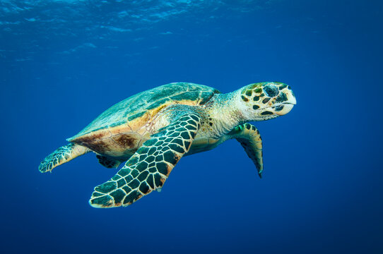 Hawksbill sea turtle swims in the clear blue ocean