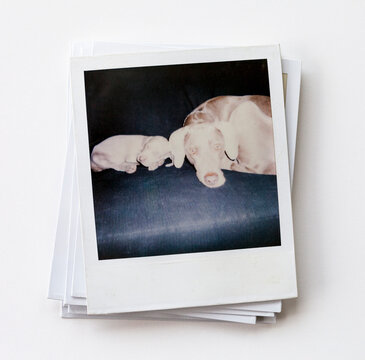Polaroids of dog and puppy.
