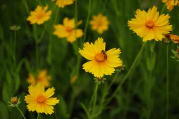 There is a bee on the yellow cosmos.
