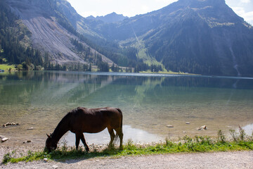 Fototapeta na wymiar Pferd vor See mit Alpenpanorama