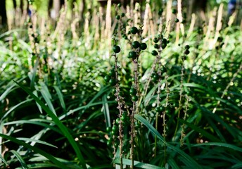 grass with dew drops