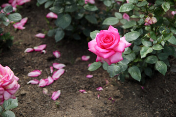 A pink garden rose and fallen flower leaves on the floor.