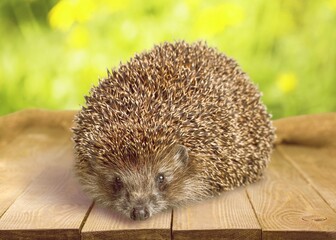 Hedgehog.