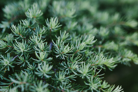 conifer closeup