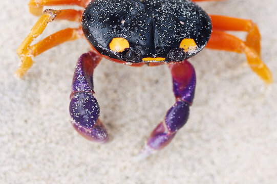 Exotic colorful crab on a caribbean beach