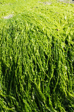 Fresh green seaweed