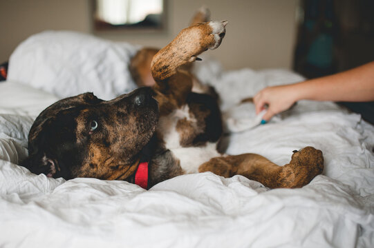 Belly Rub