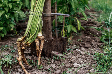 horseradish in the garden