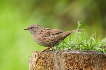 Adult dunnock, hedge sparrow, prunella modularis, perched on a log in the British countryside, Great Britain, UK